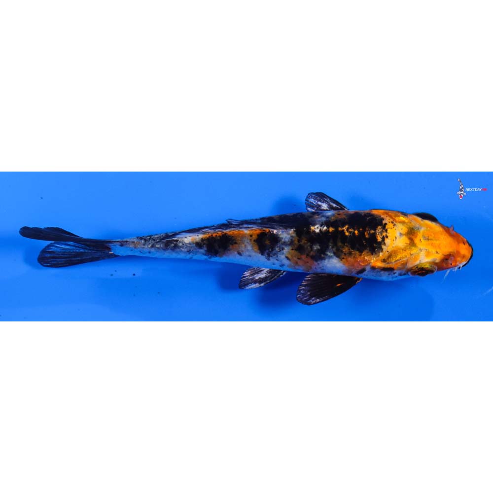 4” Imported Yamato Nishiki