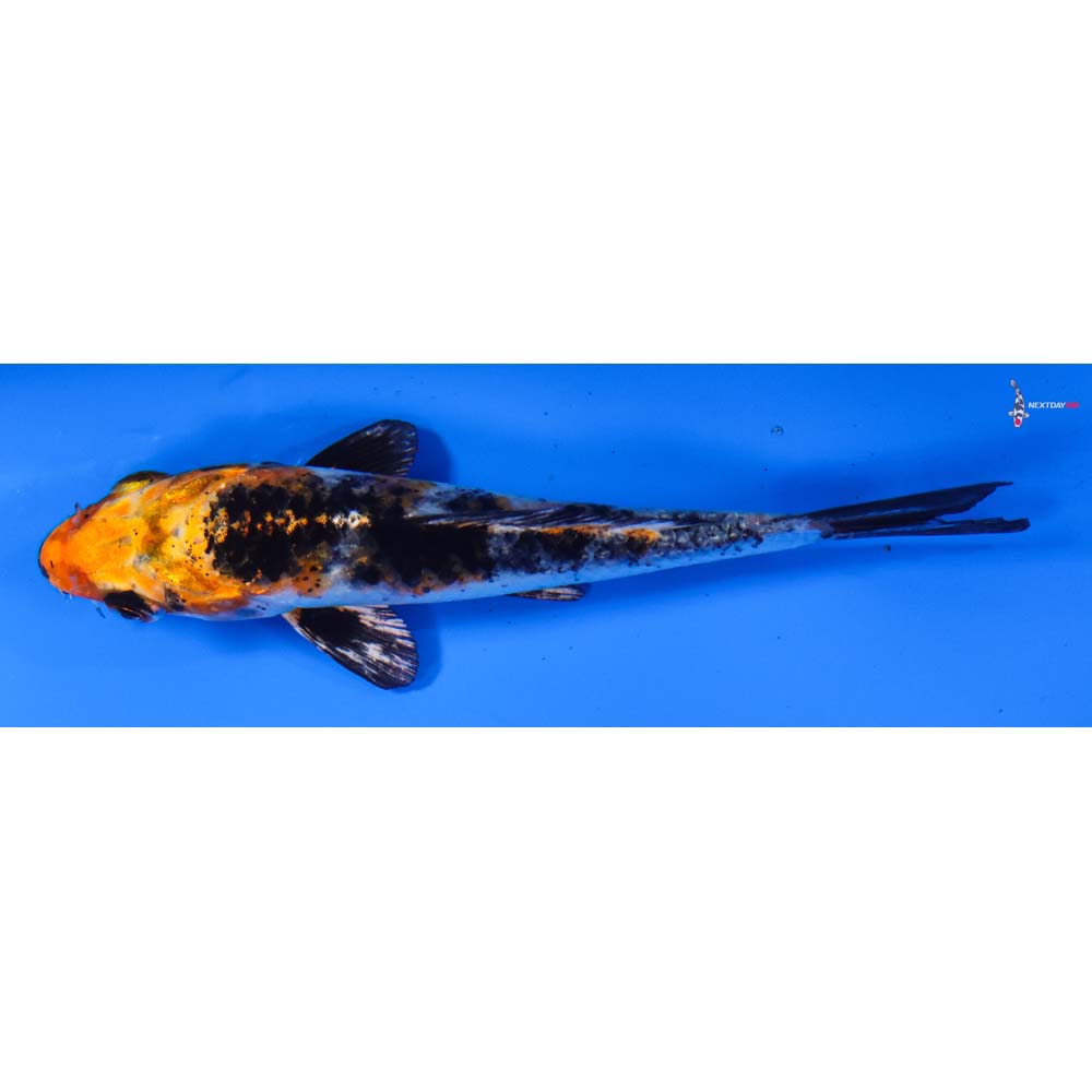 4” Imported Yamato Nishiki
