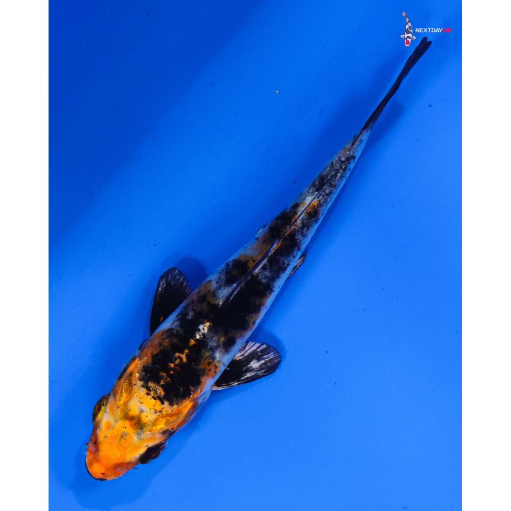 4” Imported Yamato Nishiki