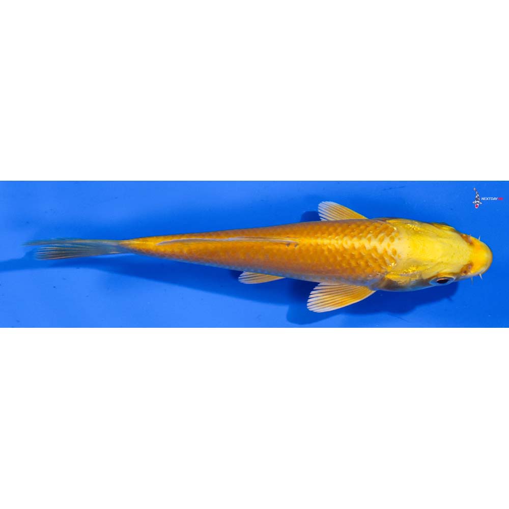 4.5” Imported Yamabuki Ogon