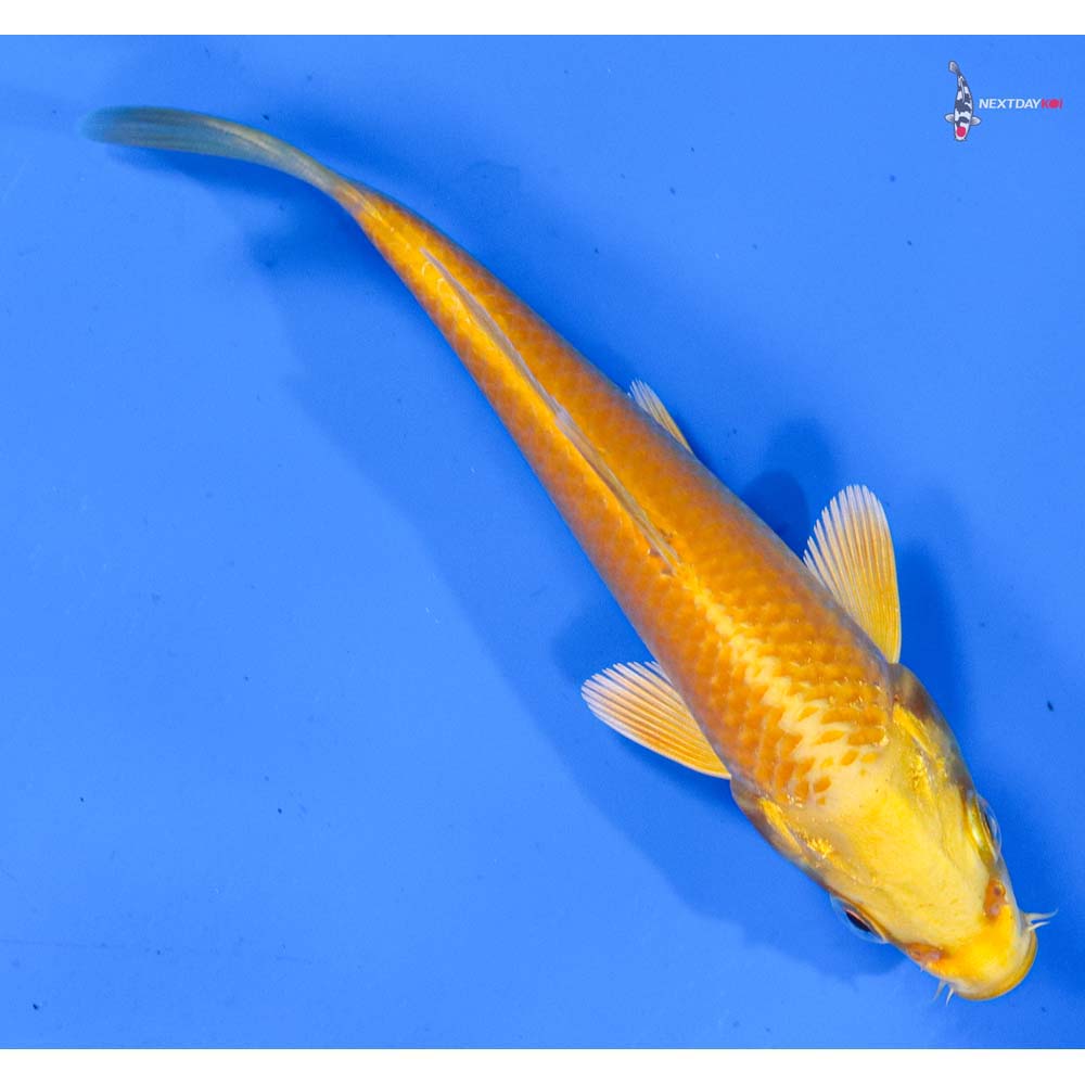 4.5” Imported Yamabuki Ogon