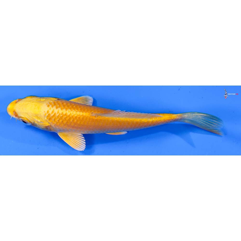 4.5” Imported Yamabuki Ogon