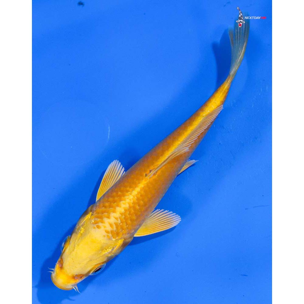 4.5” Imported Yamabuki Ogon