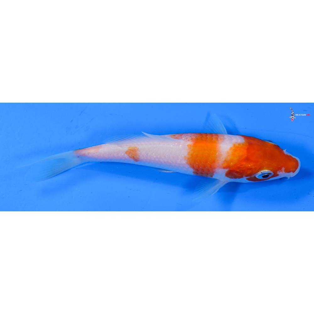 4.5” Imported Kohaku