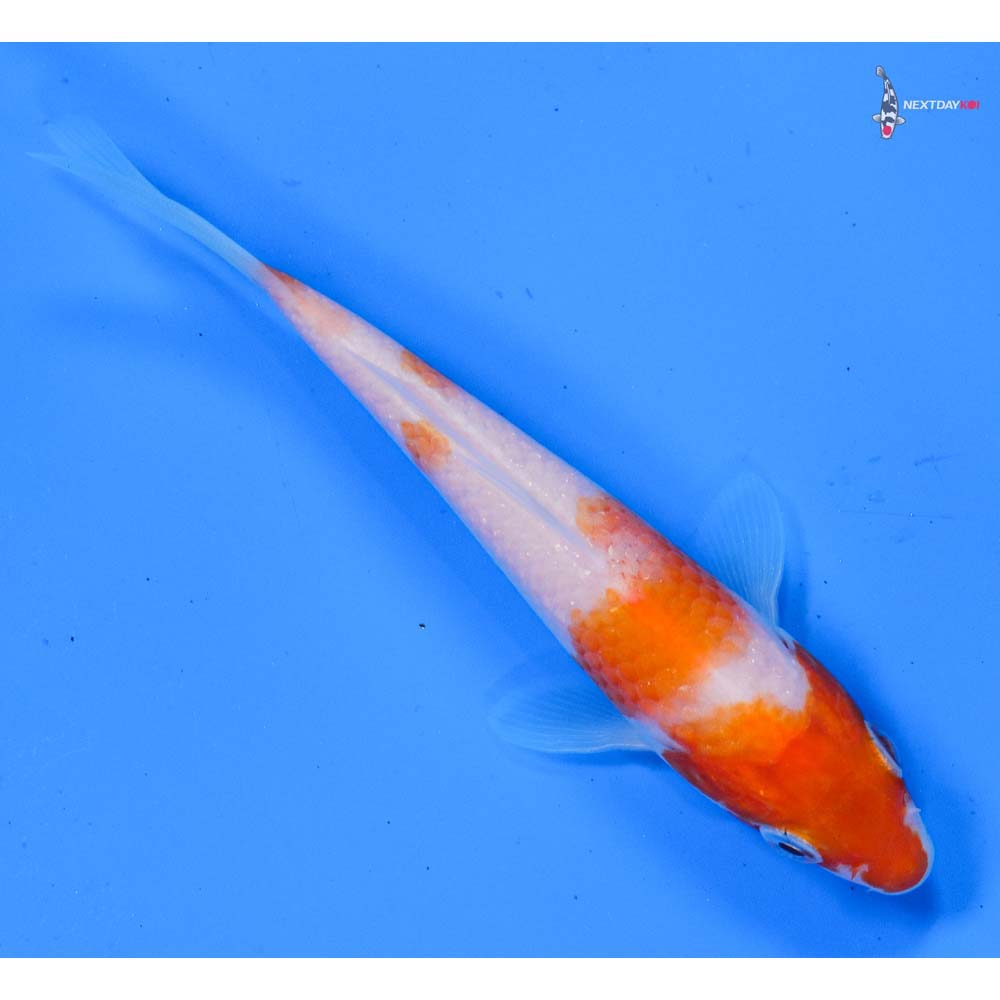 4.5” Imported Kohaku