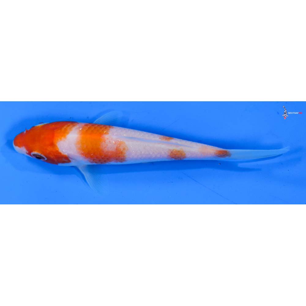 4.5” Imported Kohaku