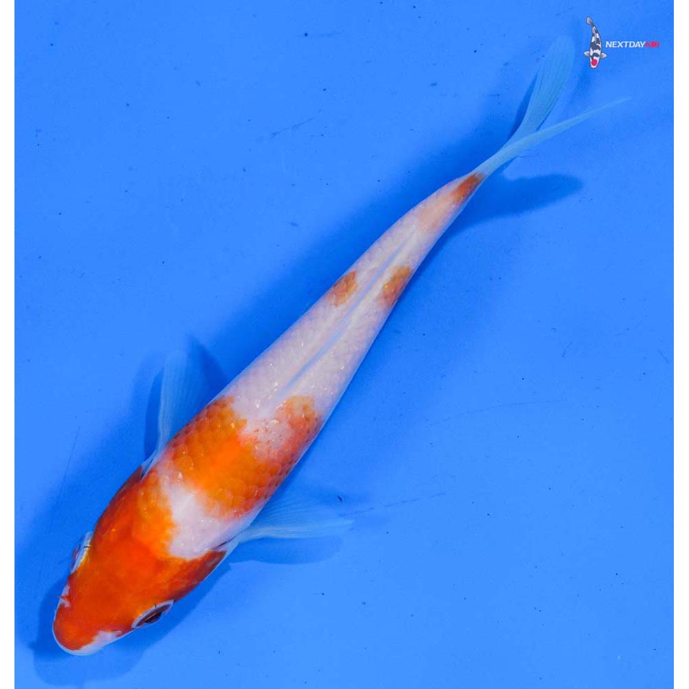 4.5” Imported Kohaku