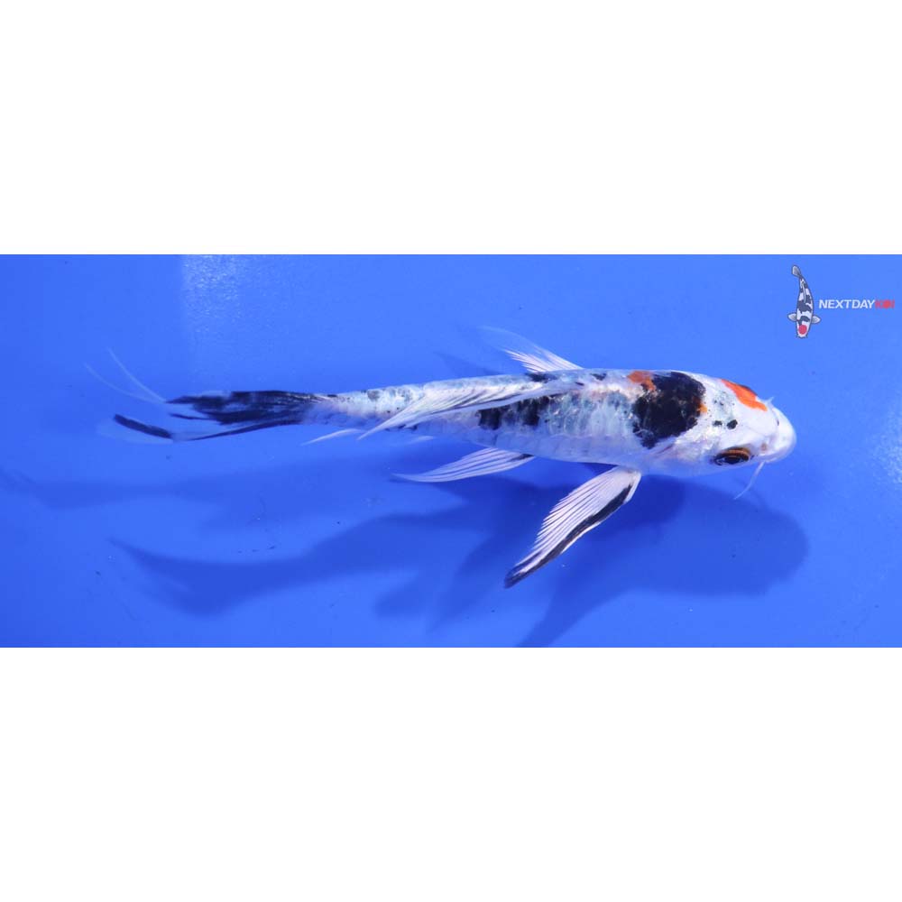 4.5” Imported Armor Scaled Yamato Nishiki Butterfly Koi