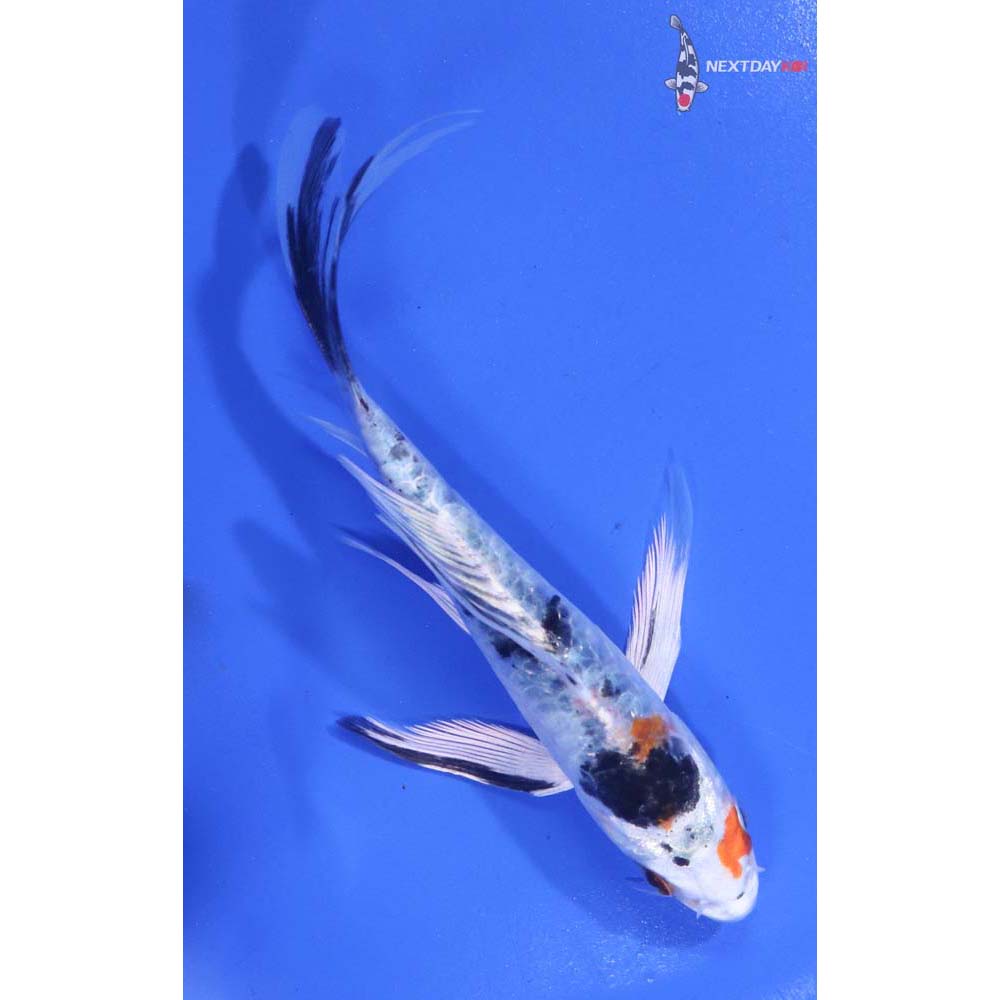 4.5” Imported Armor Scaled Yamato Nishiki Butterfly Koi