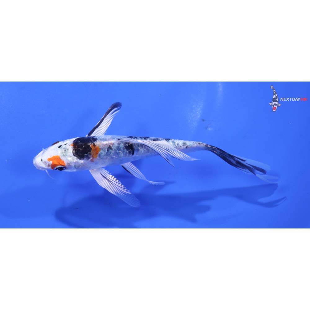 4.5” Imported Armor Scaled Yamato Nishiki Butterfly Koi