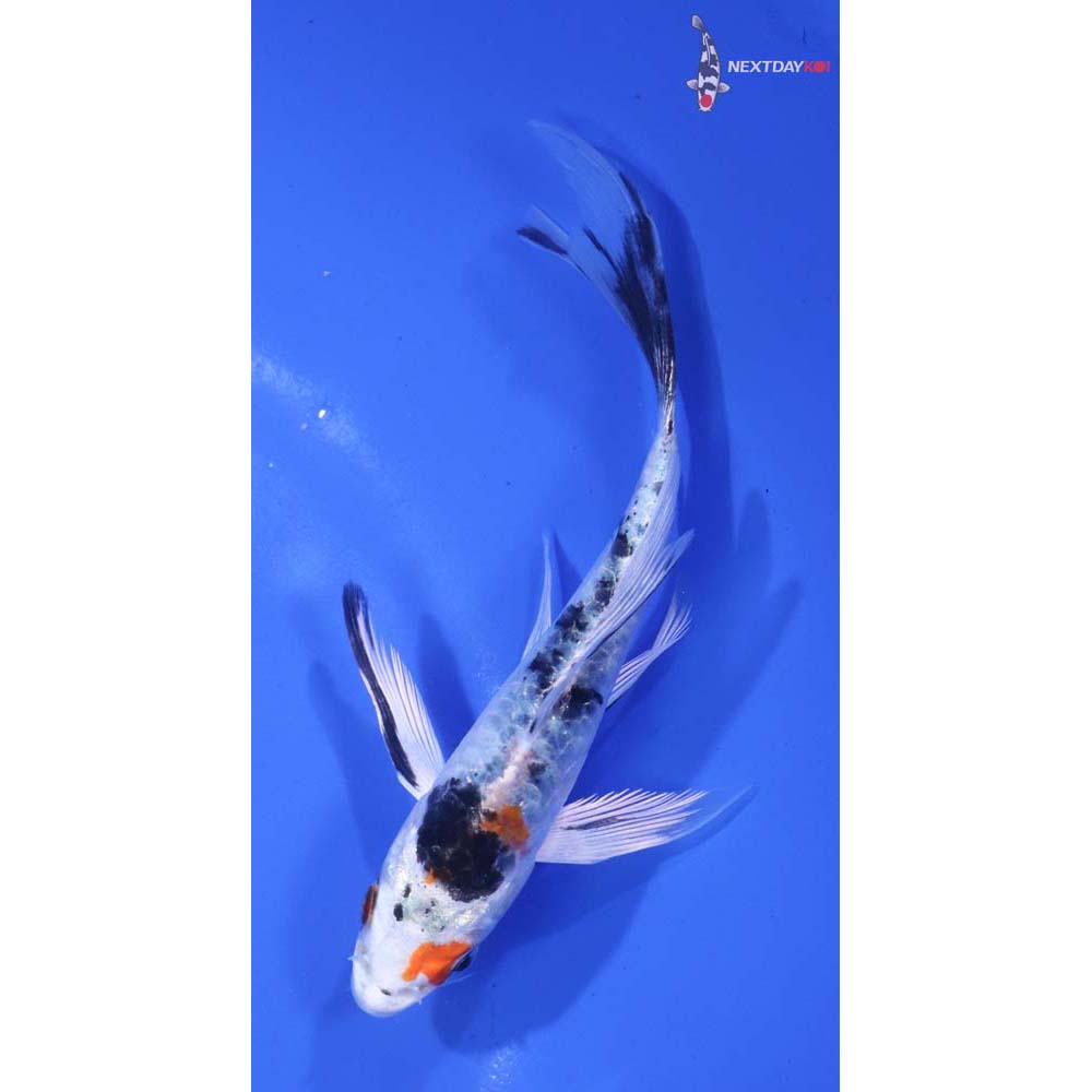 4.5” Imported Armor Scaled Yamato Nishiki Butterfly Koi