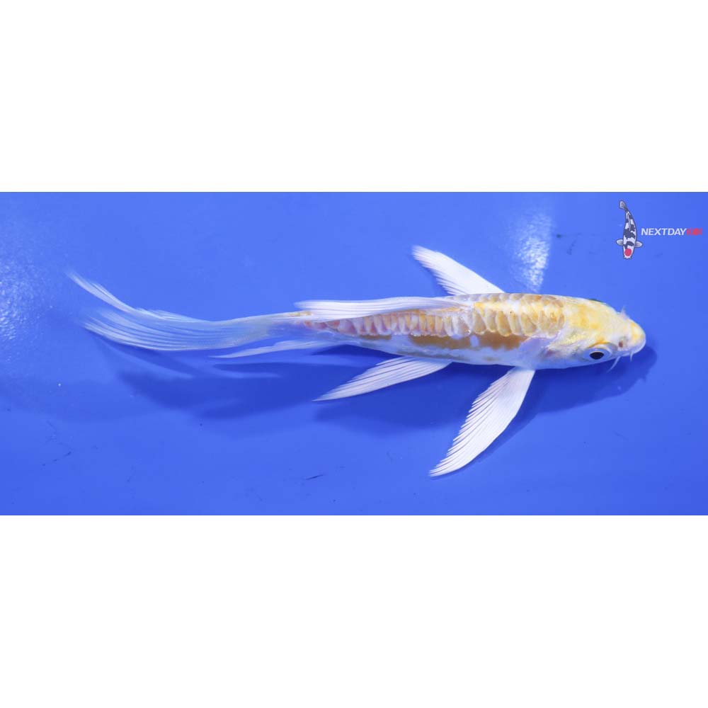 5” Imported Doitsu Lemon Hariwake Butterfly Koi