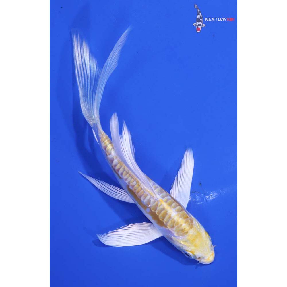 5” Imported Doitsu Lemon Hariwake Butterfly Koi