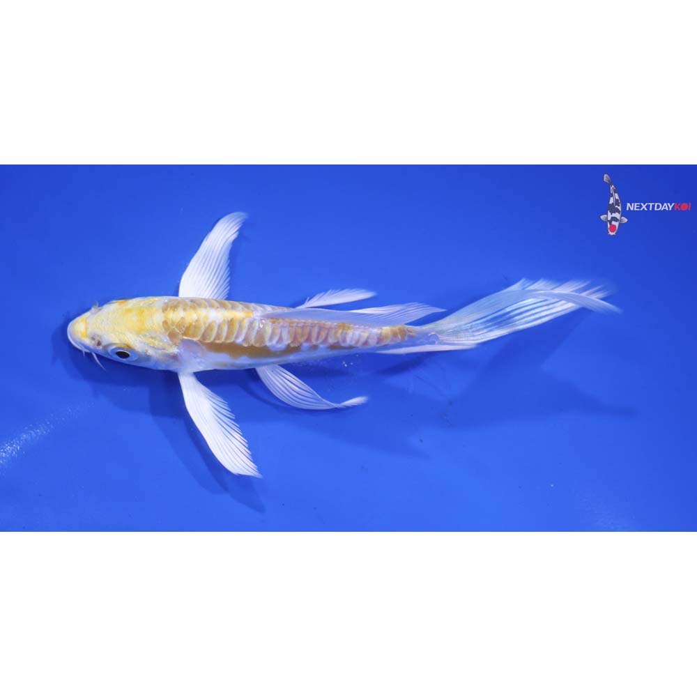 5” Imported Doitsu Lemon Hariwake Butterfly Koi
