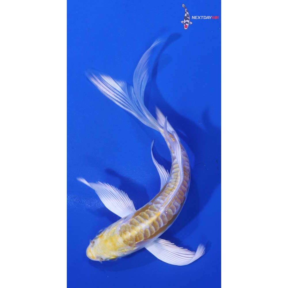 5” Imported Doitsu Lemon Hariwake Butterfly Koi