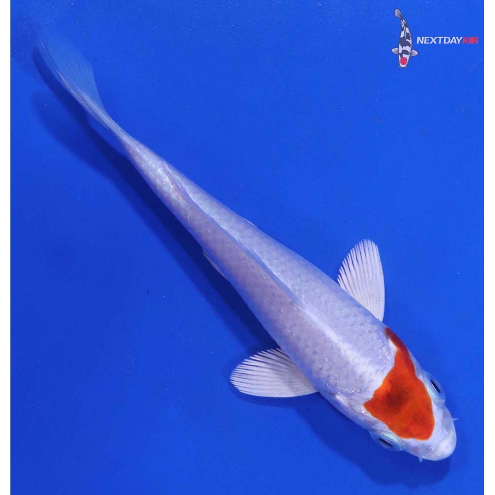 3.5” Imported Hariwake