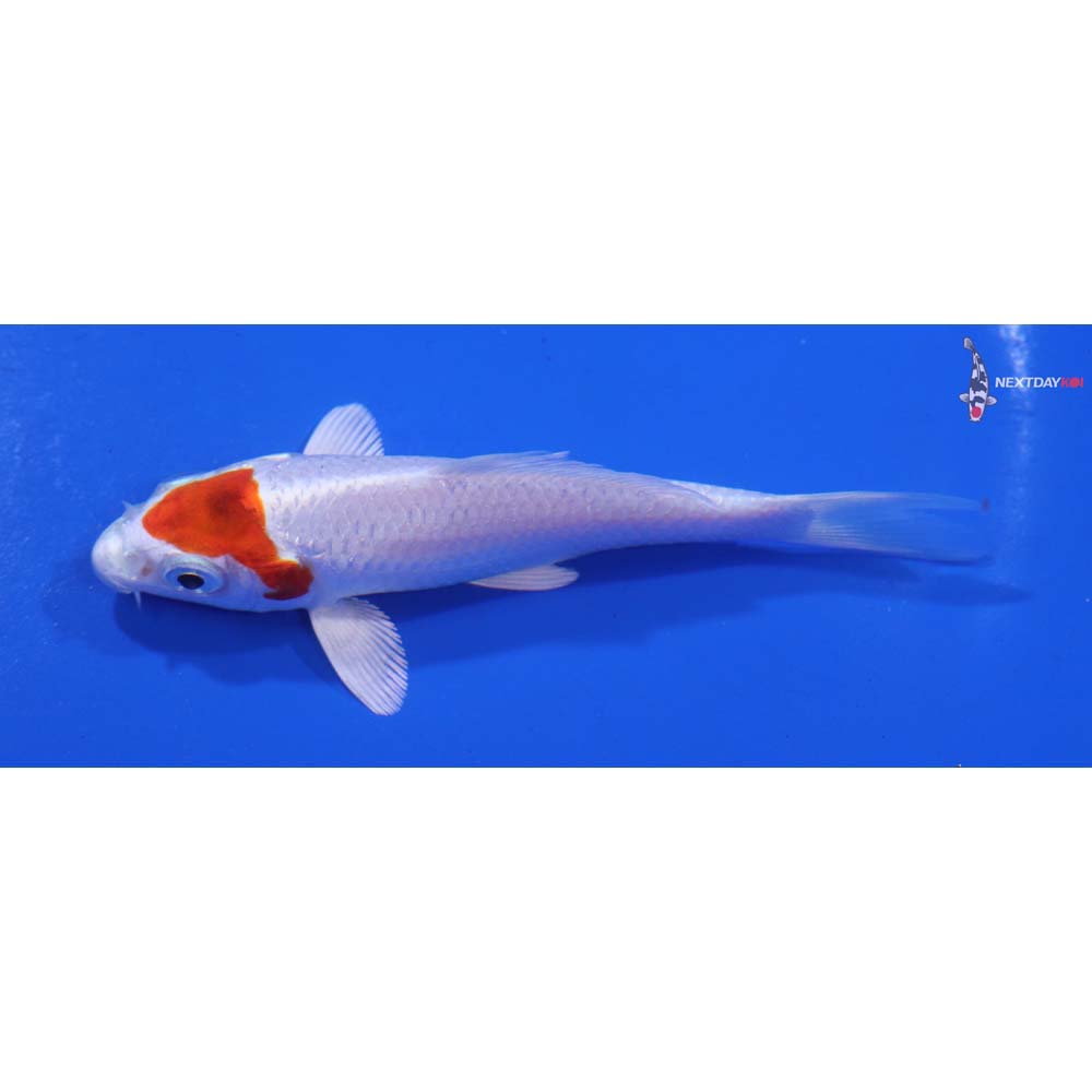 3.5” Imported Hariwake