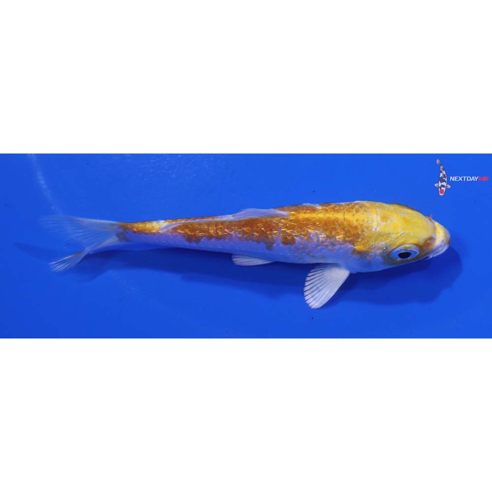3.5” Imported Gin Rin Lemon Hariwake