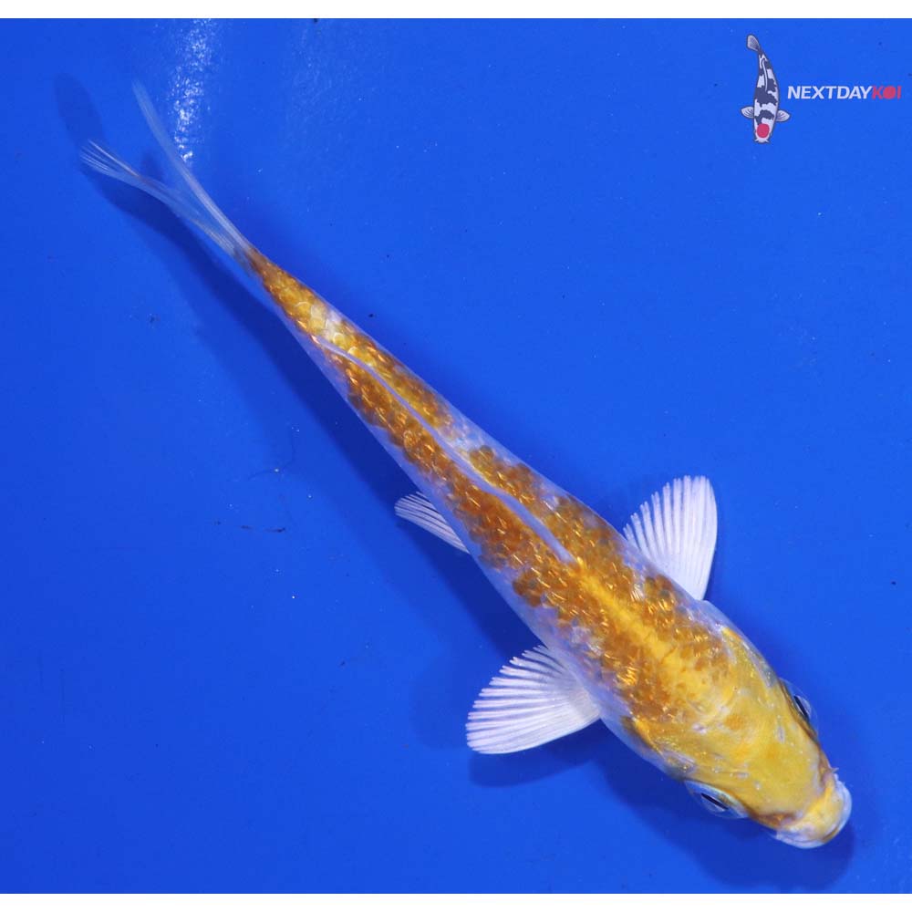 3.5” Imported Gin Rin Lemon Hariwake
