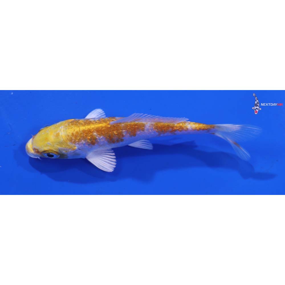 3.5” Imported Gin Rin Lemon Hariwake