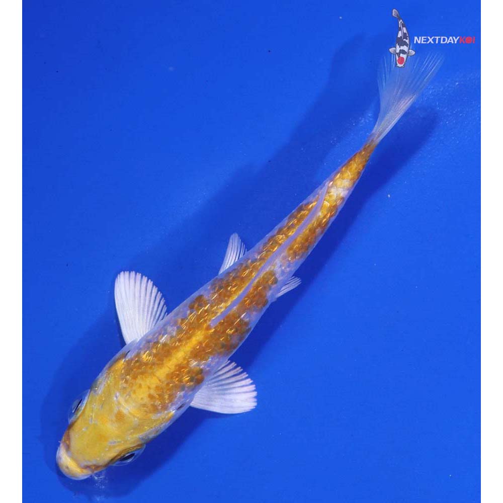 3.5” Imported Gin Rin Lemon Hariwake