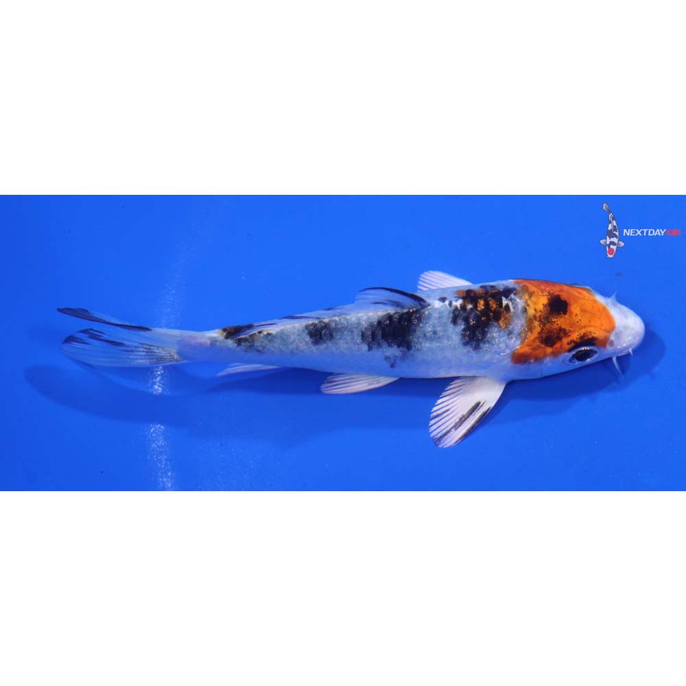 4” Imported Yamato Nishiki