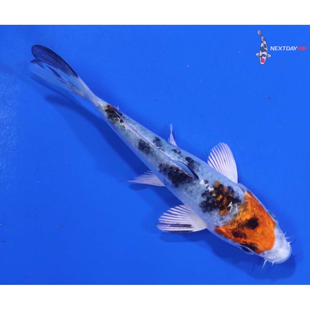 4” Imported Yamato Nishiki