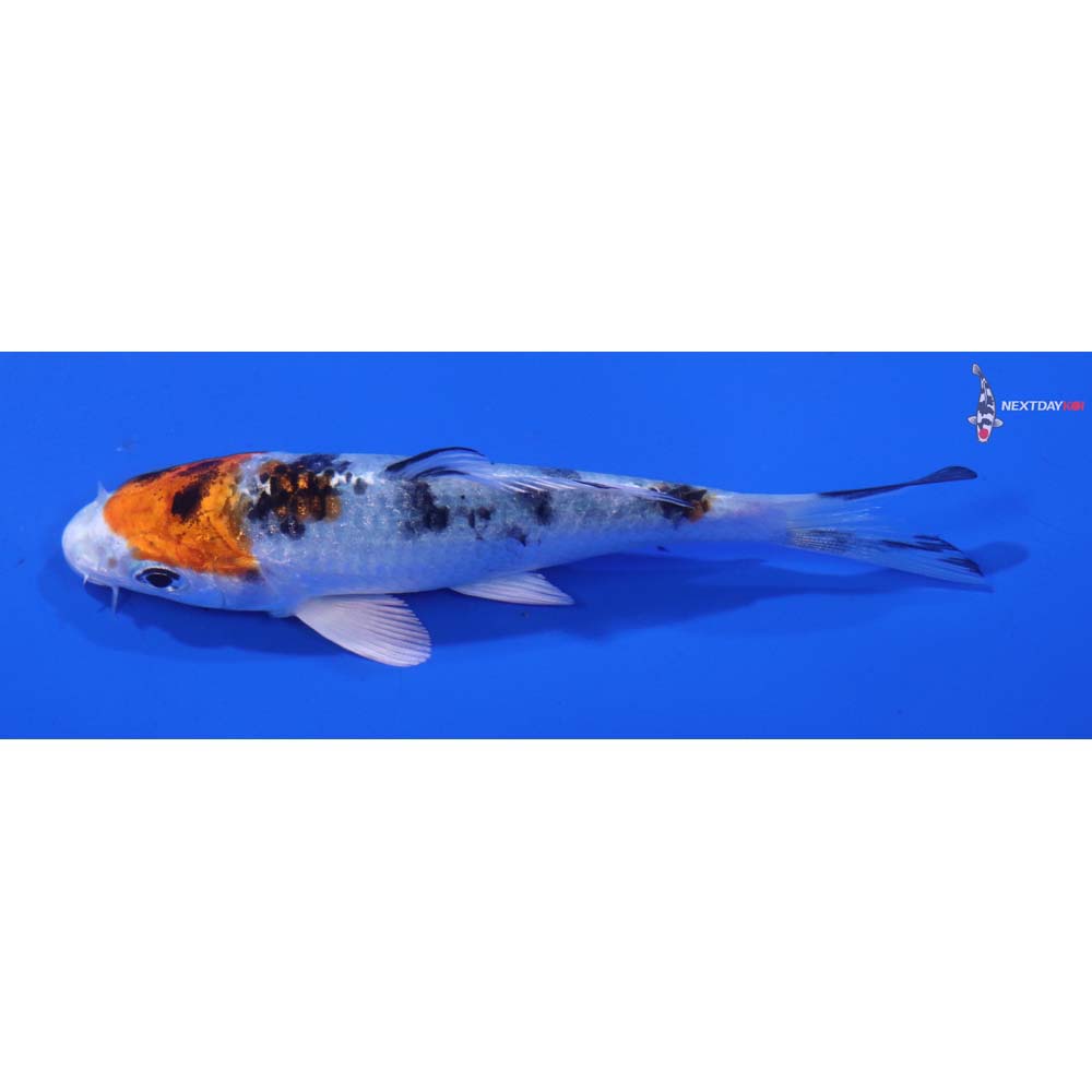 4” Imported Yamato Nishiki