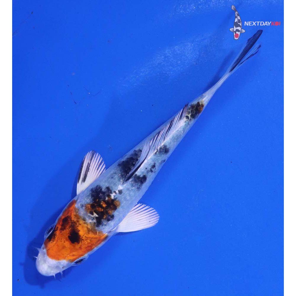 4” Imported Yamato Nishiki