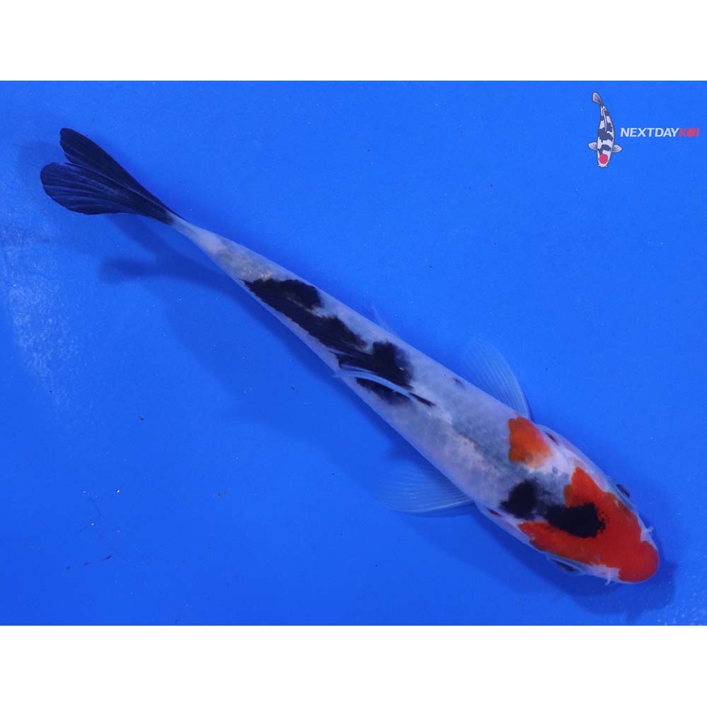 4” Imported Sanke