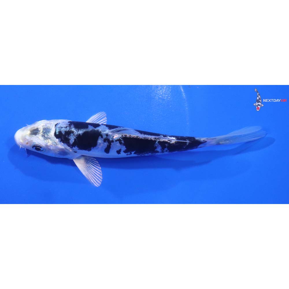 5” Imported Doitsu Gin Shiro Bekko