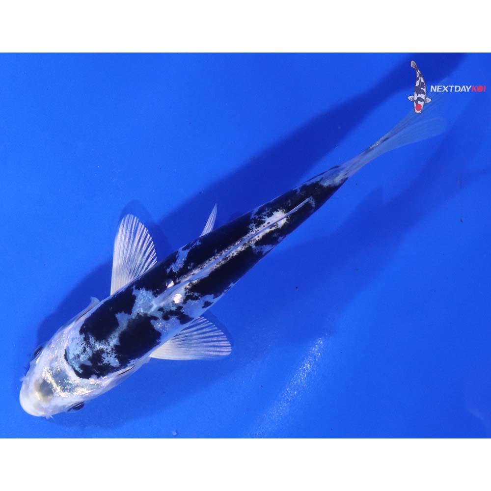 5” Imported Doitsu Gin Shiro Bekko
