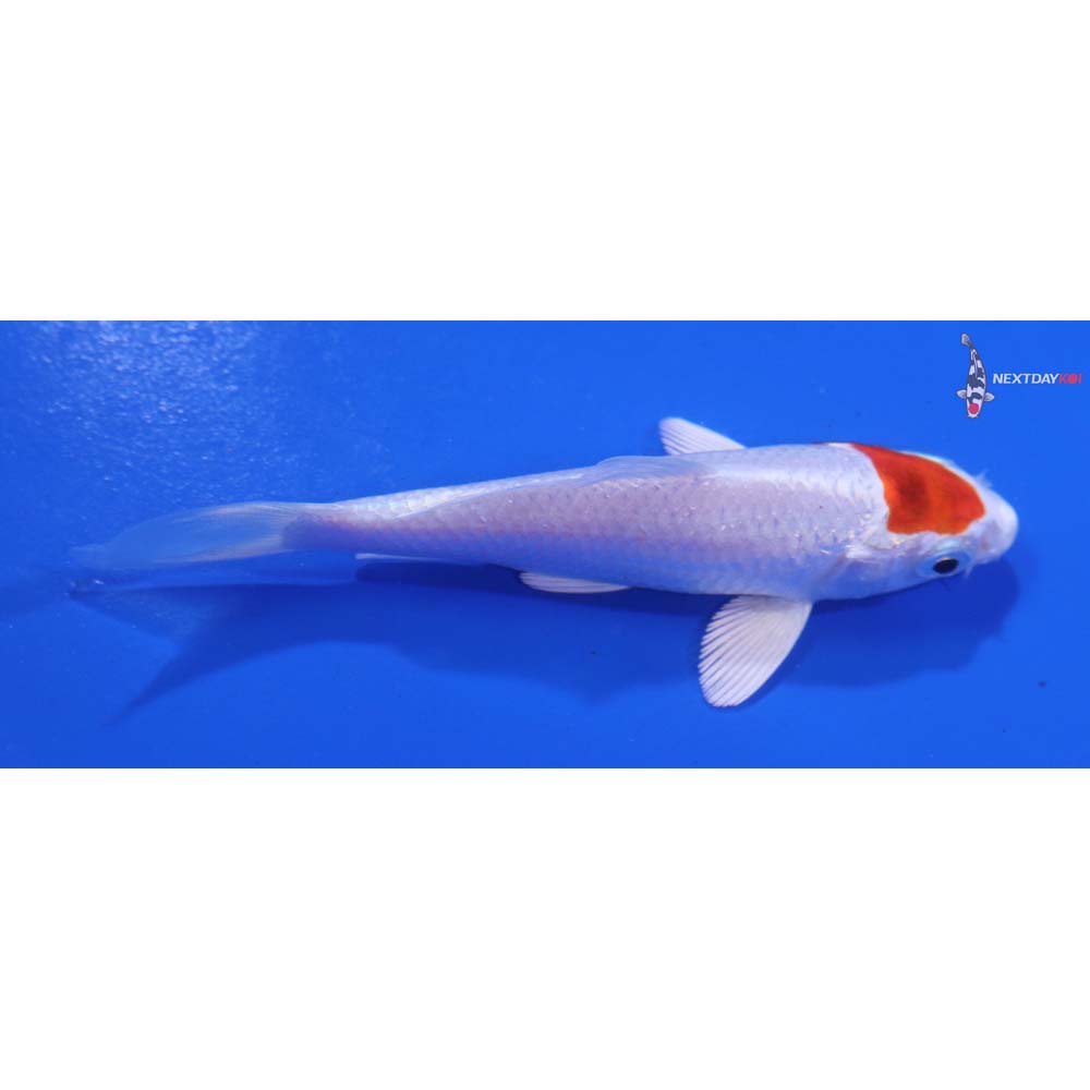 3.5” Imported Hariwake