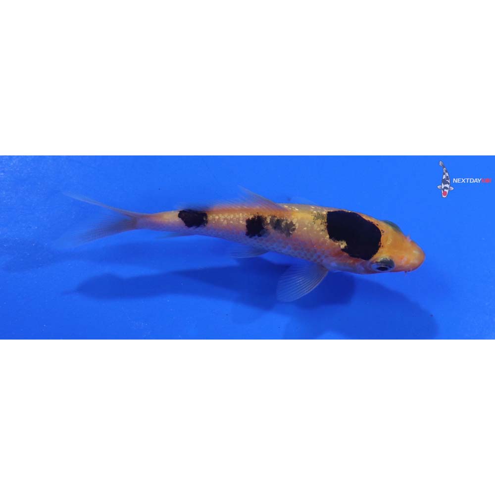 3” Imported Gin Rin Aka Bekko