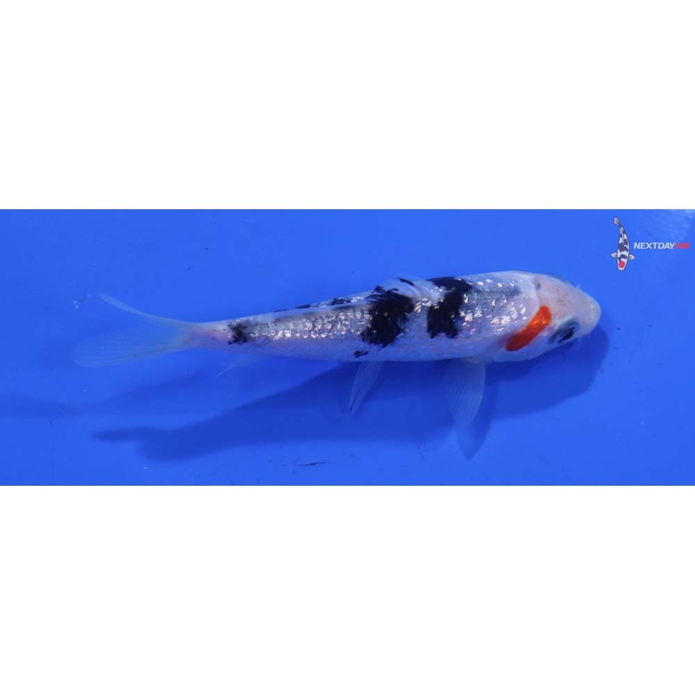 3” Imported Gin Rin Sanke