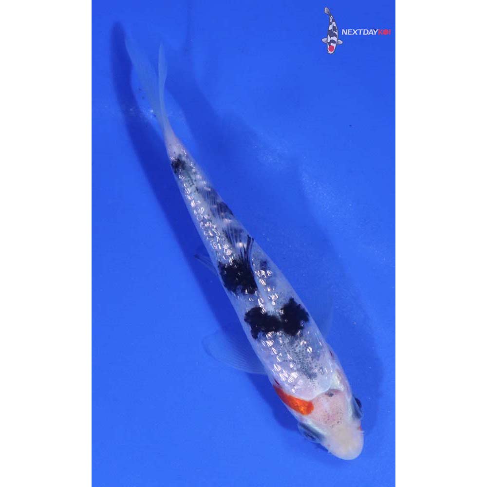 3” Imported Gin Rin Sanke