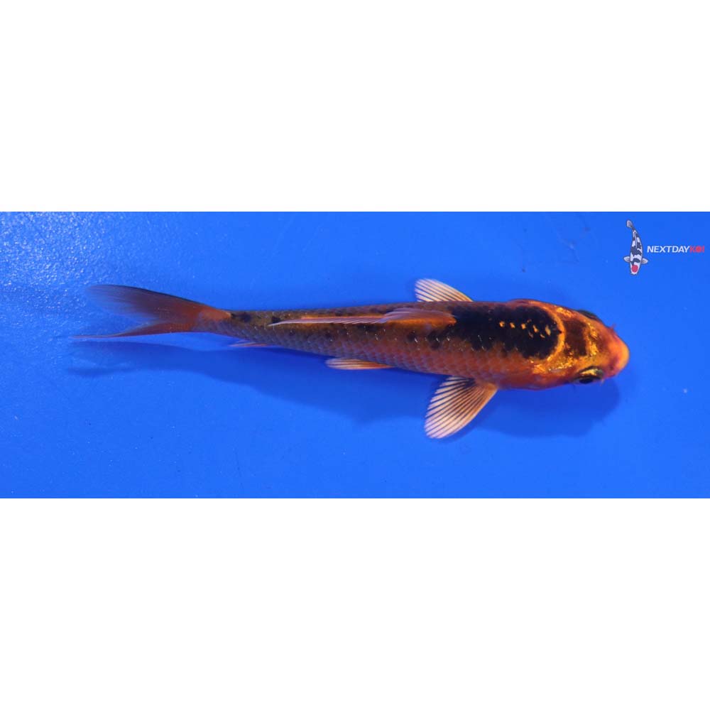 3” Imported Orenji Matsuba