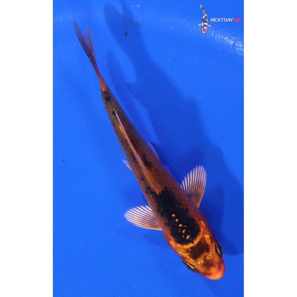 3” Imported Orenji Matsuba