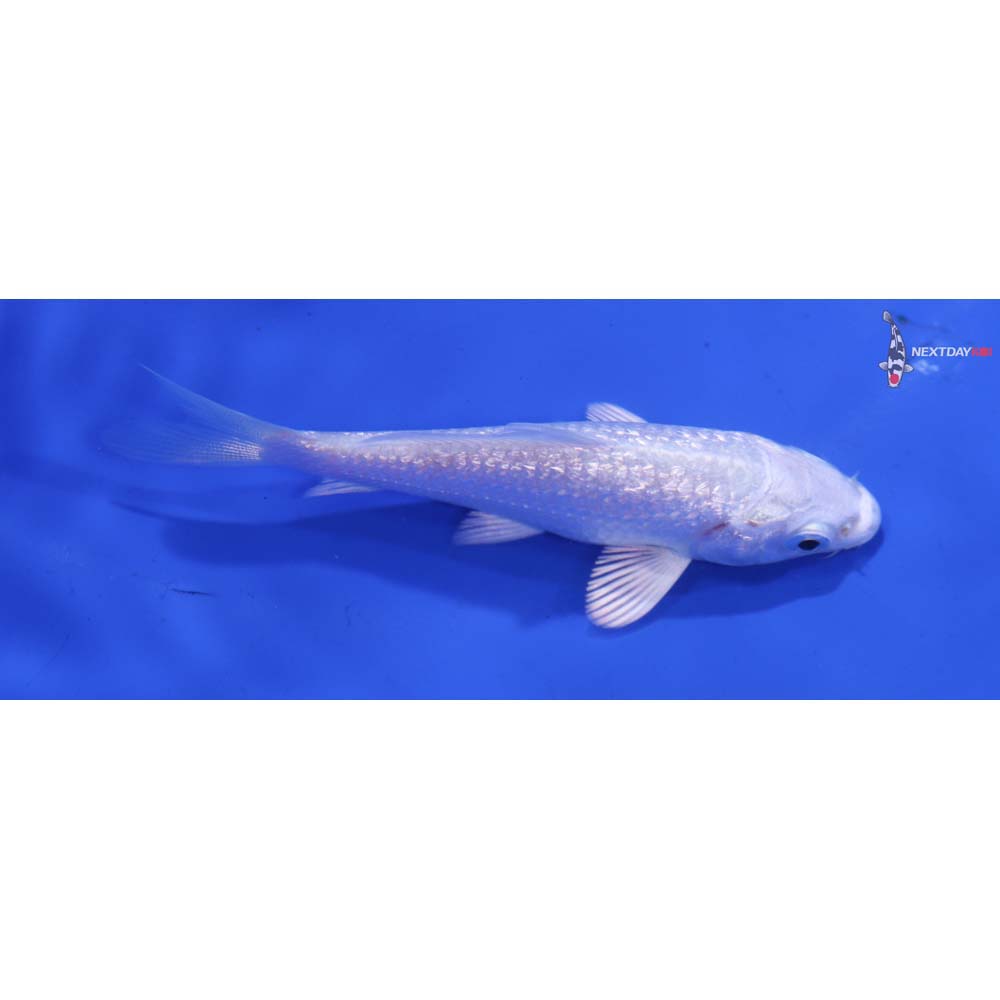 3” Imported Gin Rin Platinum Ogon