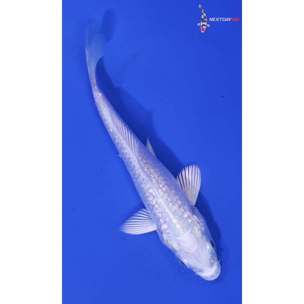 3” Imported Gin Rin Platinum Ogon