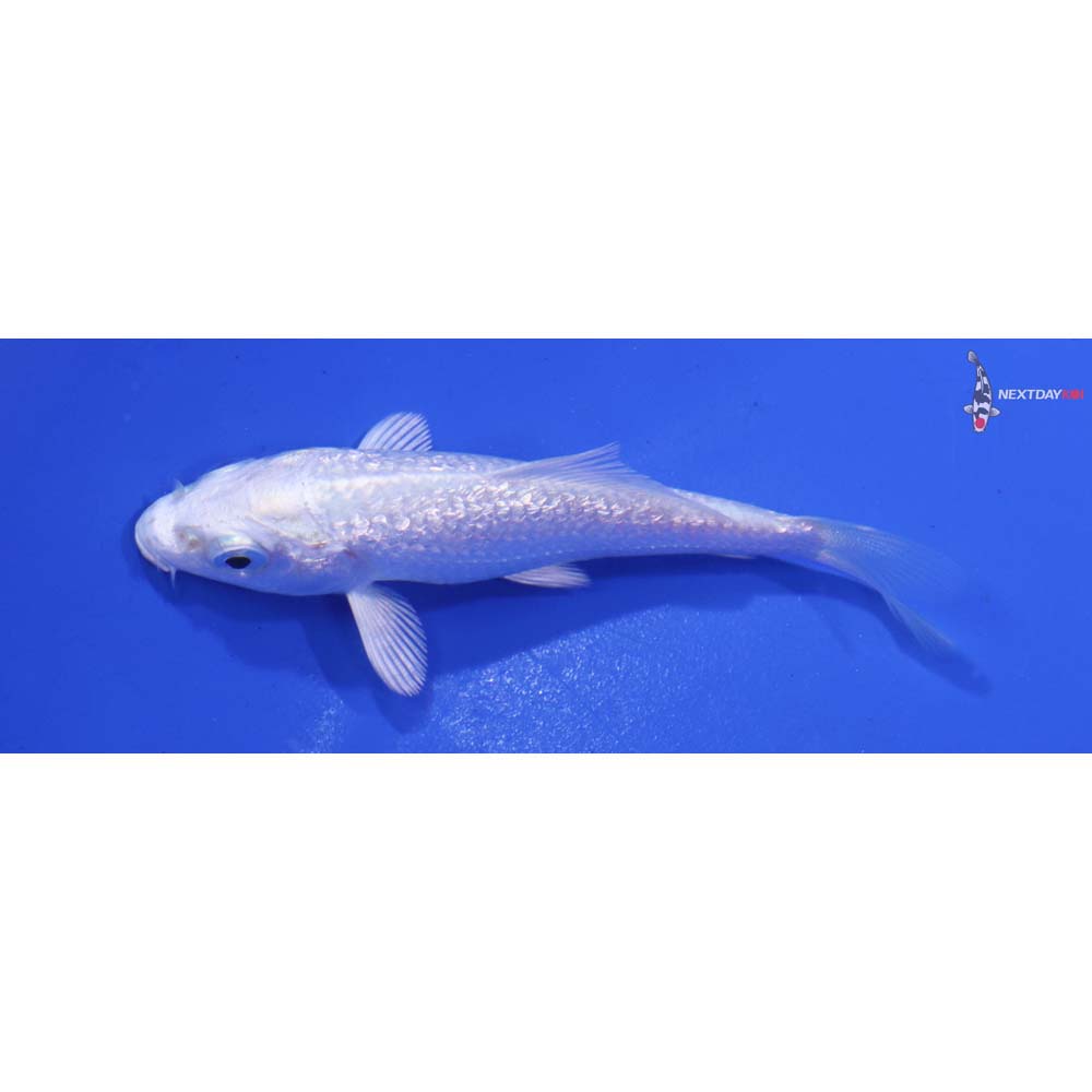3” Imported Gin Rin Platinum Ogon