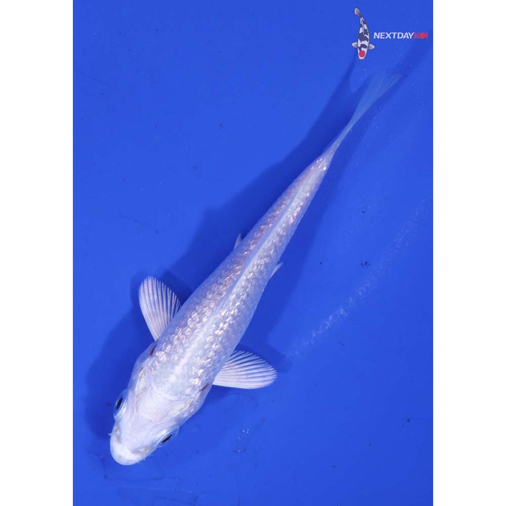3” Imported Gin Rin Platinum Ogon