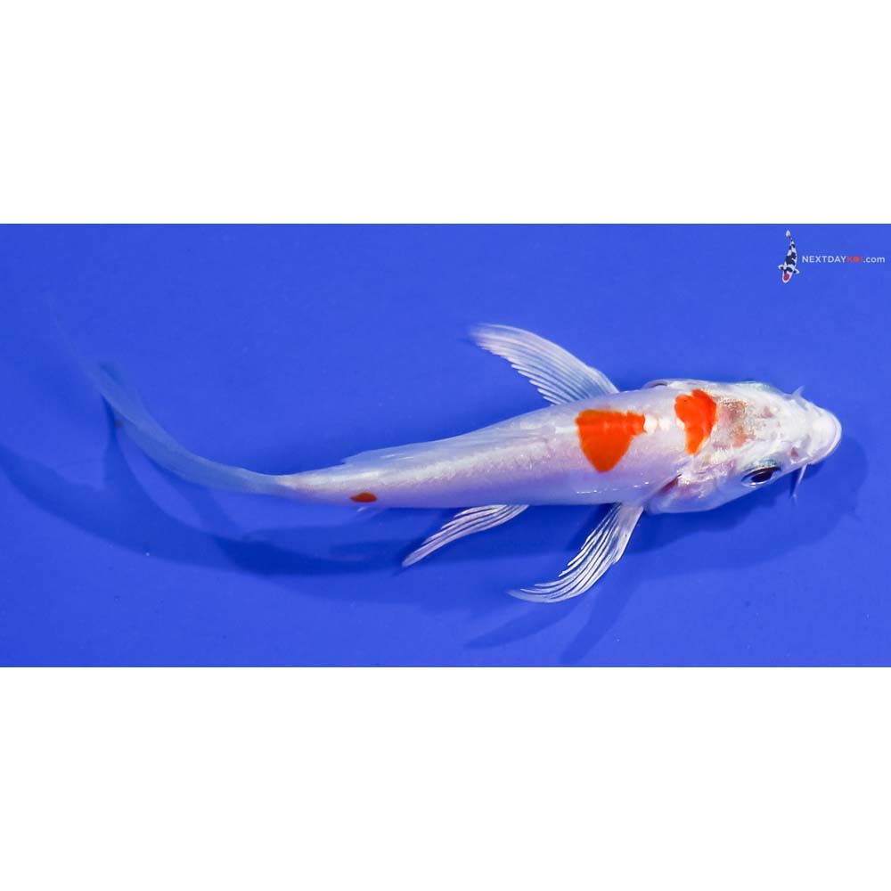 3.5” Imported Kikusui Butterfly Koi