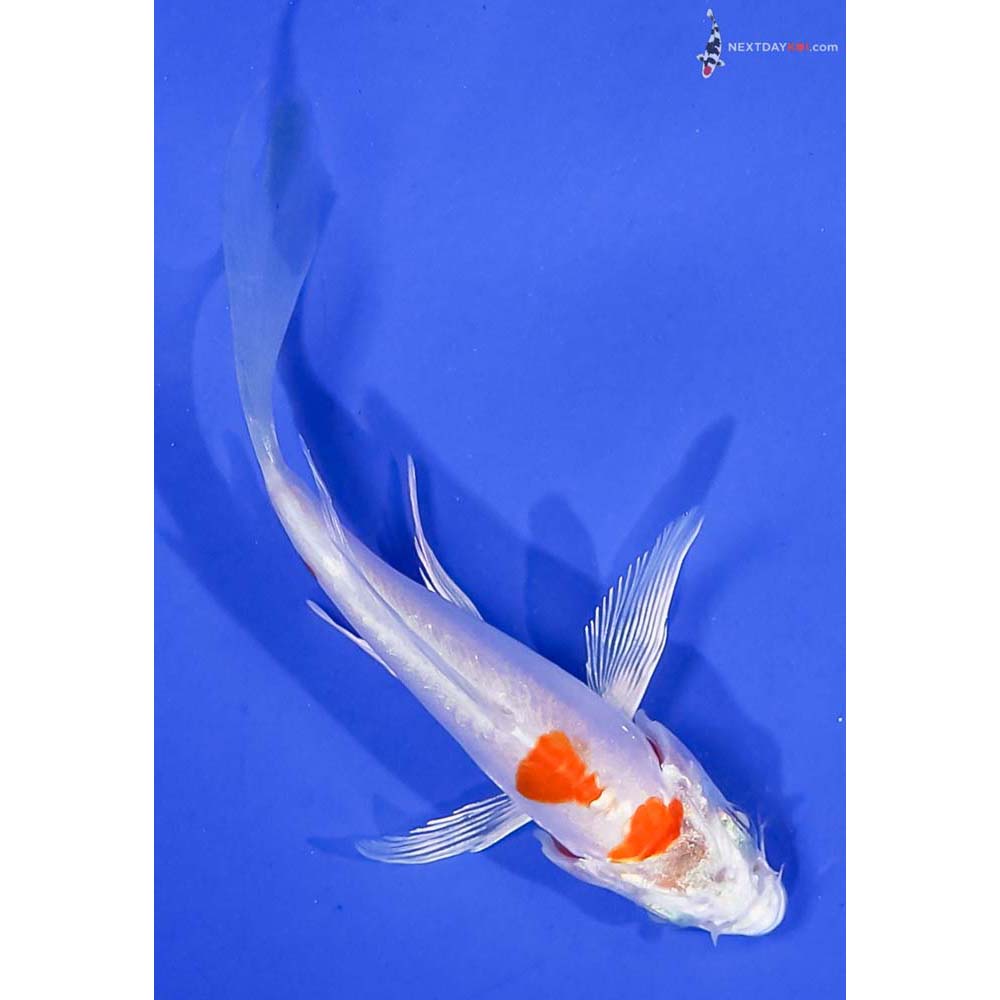 3.5” Imported Kikusui Butterfly Koi