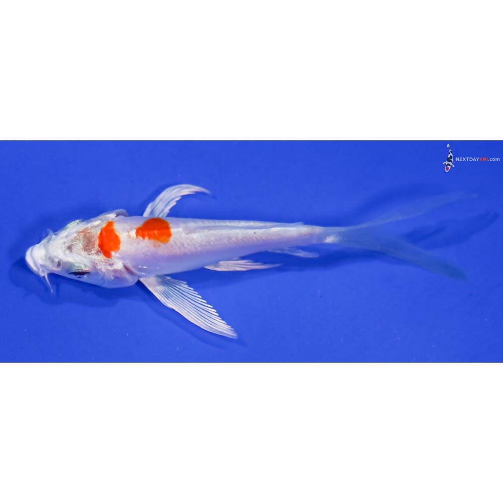3.5” Imported Kikusui Butterfly Koi