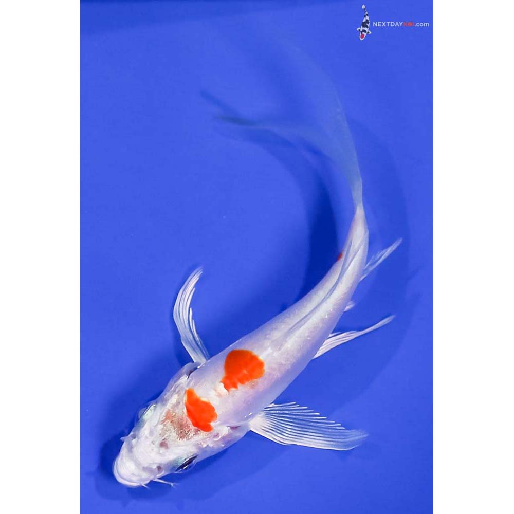 3.5” Imported Kikusui Butterfly Koi