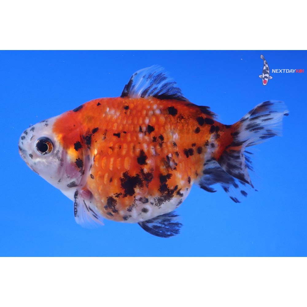 3.5” Imported Calico Pearlscale