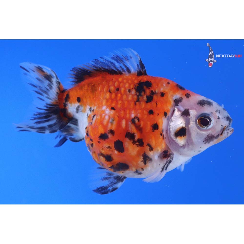 3.5” Imported Calico Pearlscale