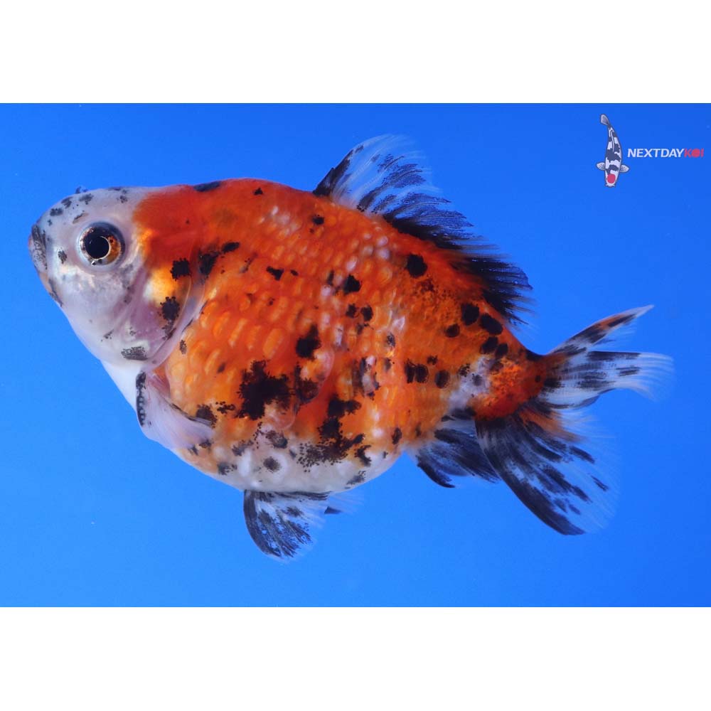 3.5” Imported Calico Pearlscale