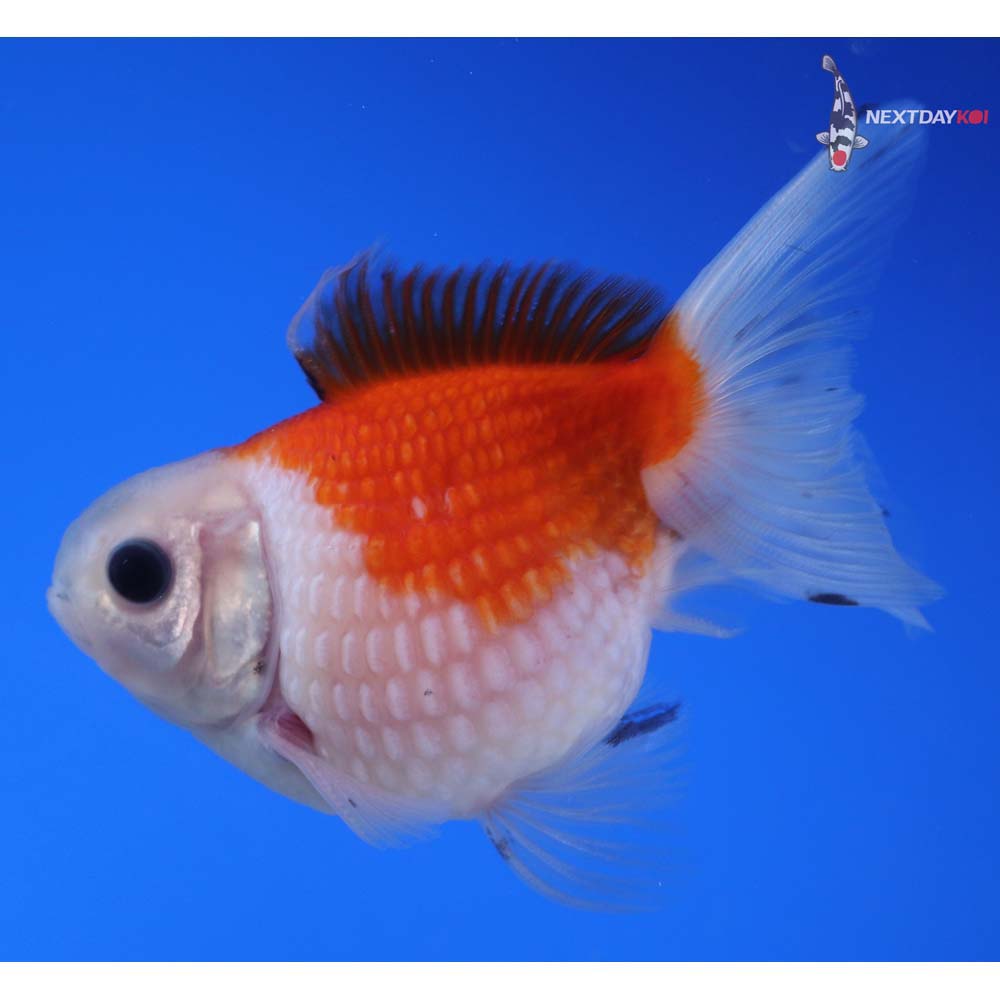 3.5” Imported Red and White Pearlscale